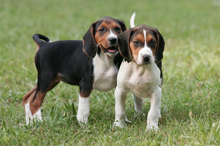 Hundraser: Treeing Walker Coonhound