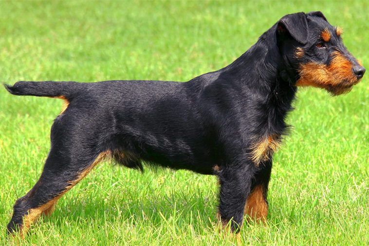 Hundraser: Tysk Jaktterrier