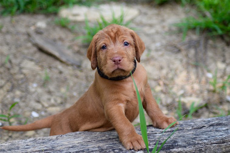 Hundraser: Ungersk Vizsla (strävhårig)