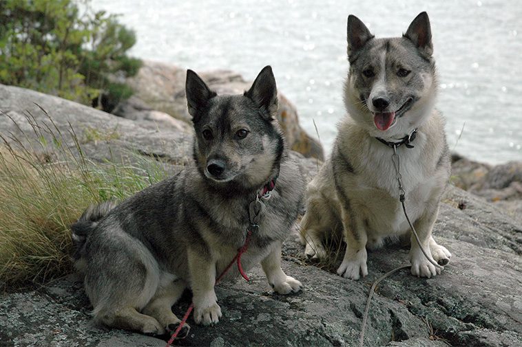 Hundraser: Västgötaspets