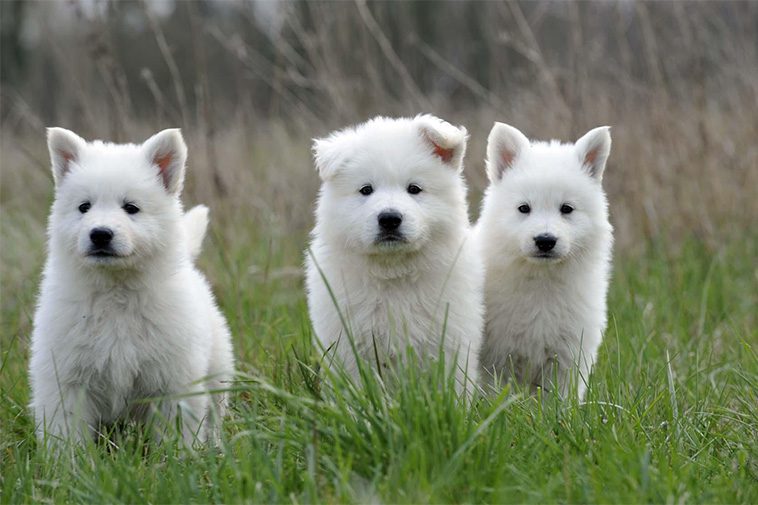 Hundraser: Vit Herdehund