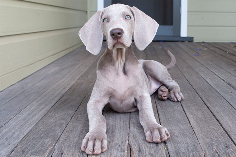 Hundraser: Weimaraner (korthårig)