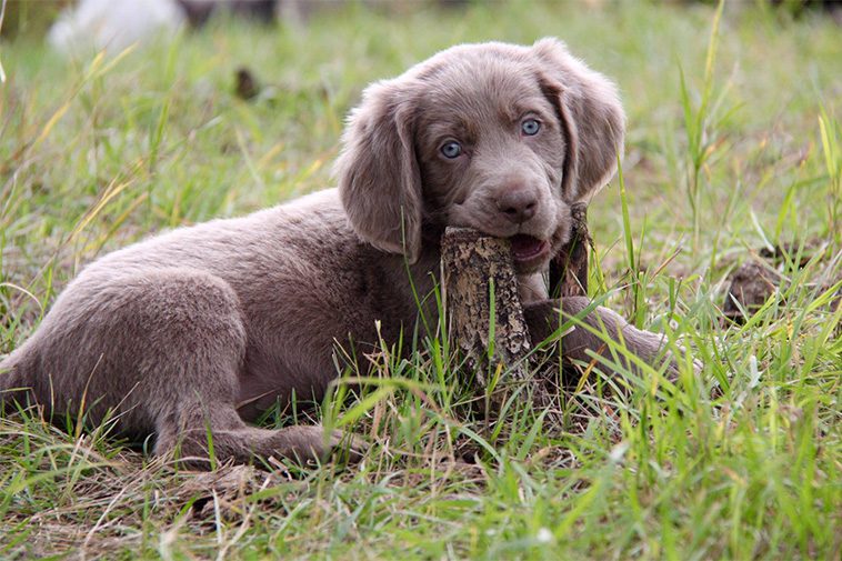 Hundraser: Weimaraner (långhårig)