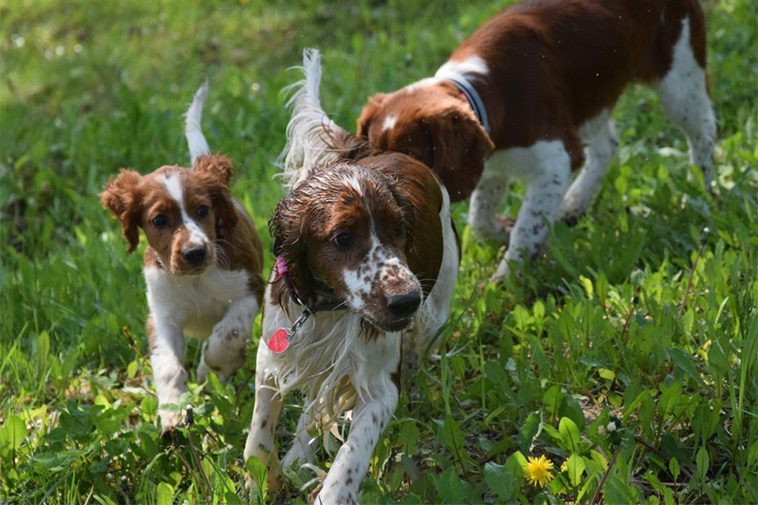 Hundraser: Welsh Springer Spaniel