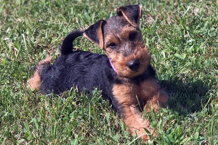 Hundraser: Welshterrier
