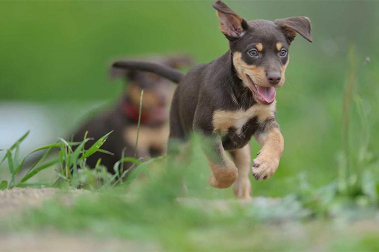 Hundraser: Working Kelpie