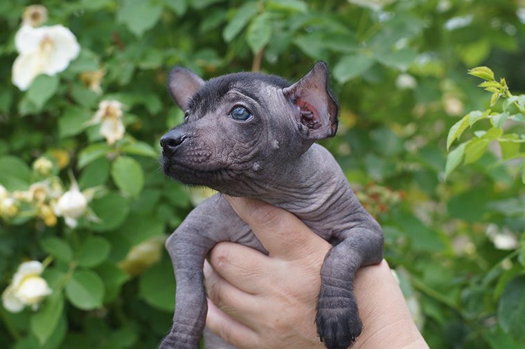 Hundraser: Xoloitzcuintle