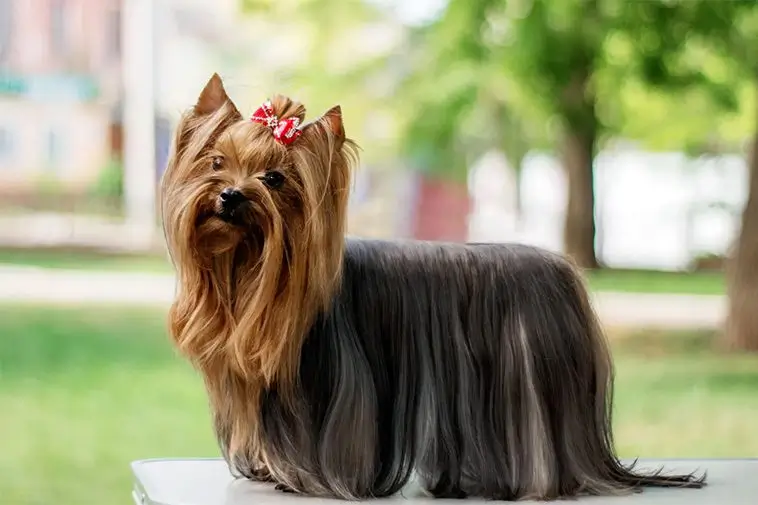 22 små hundraser som passar perfekt för den mindre aktiva ägaren: Yorkshireterrier