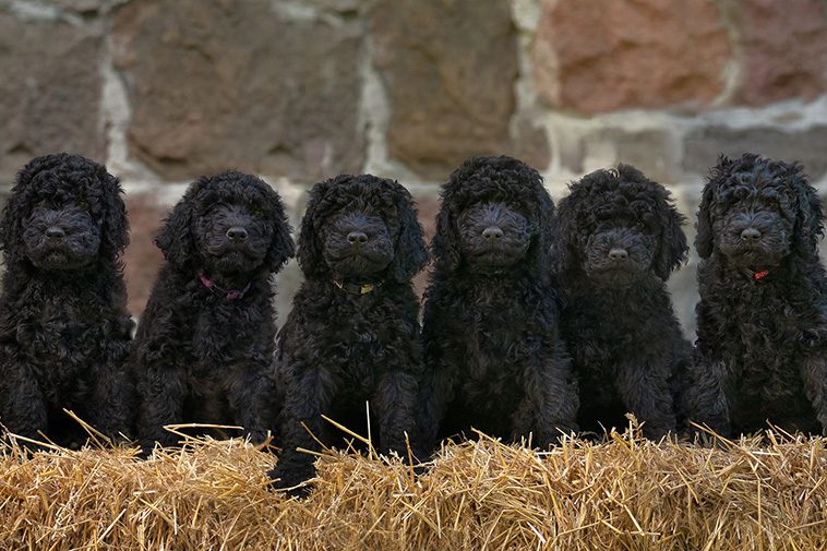 Hundraser: Barbet