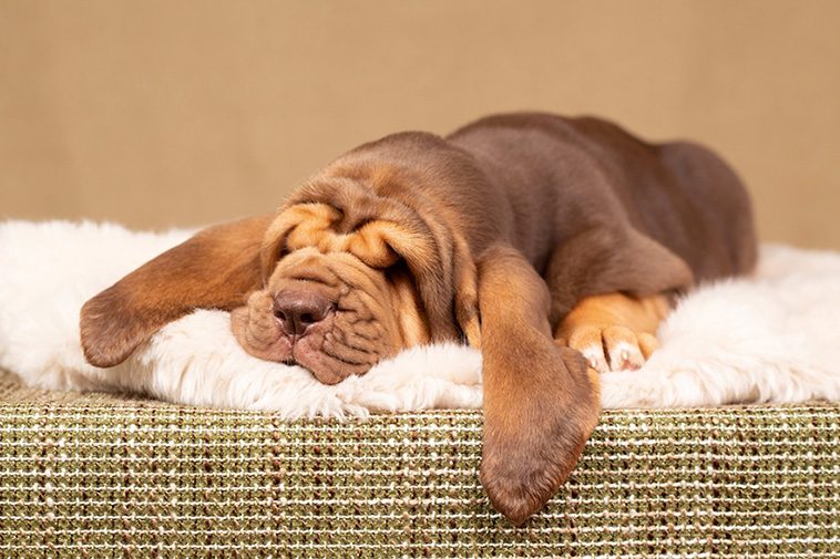 Hundraser: Blodhund