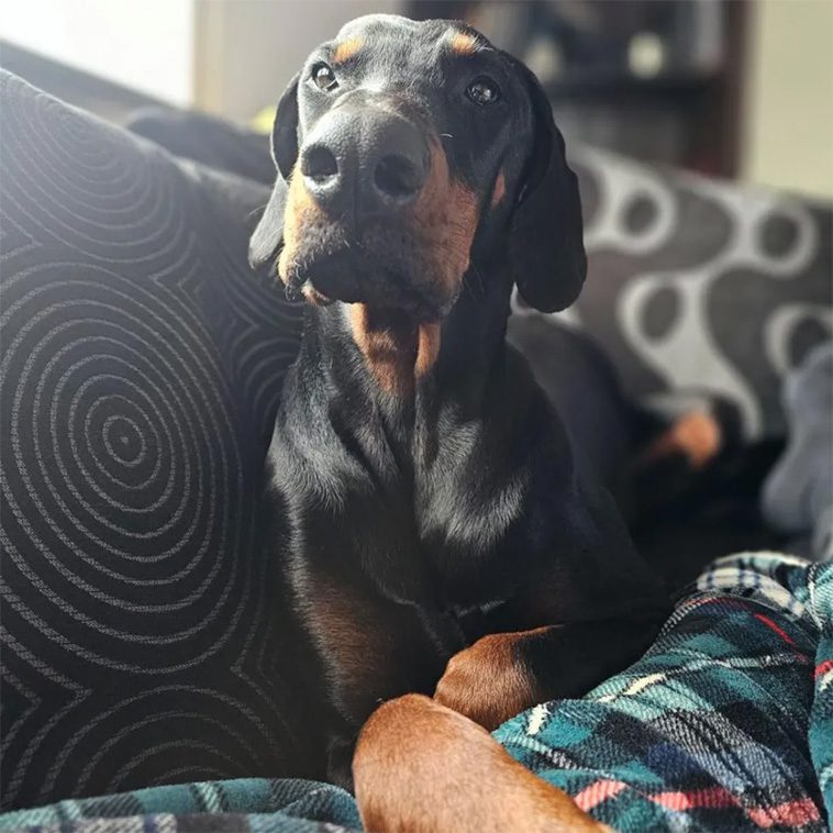 Livsfarligt lekmoment – Dobermann kvävdes nästan av sin boll