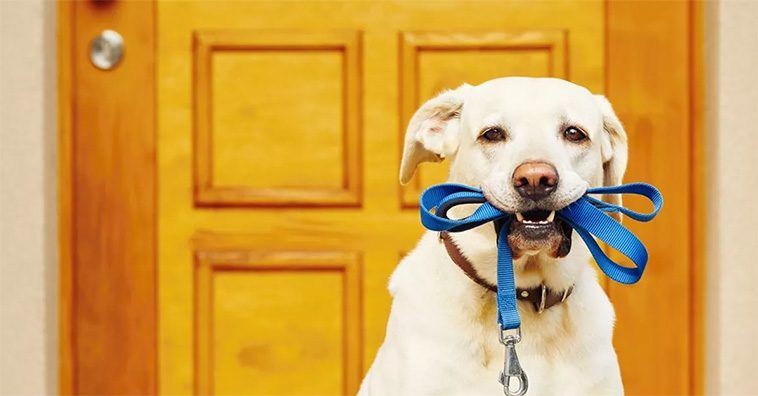 Sju av tio hundägare påstår att deras hund är den största drivkraften för fysisk aktivitet
