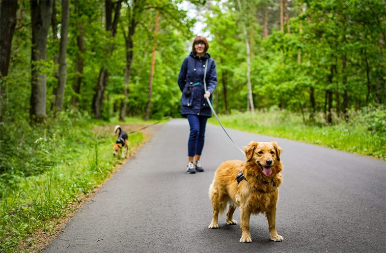 Sju av tio hundägare påstår att deras hund är den största drivkraften för fysisk aktivitet