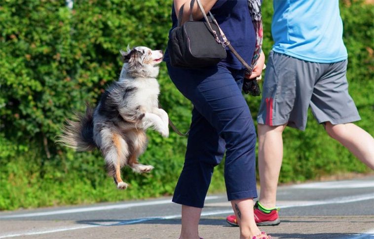 Så får du hunden att sluta hoppa – expertens beprövade metod tar bara några dagar