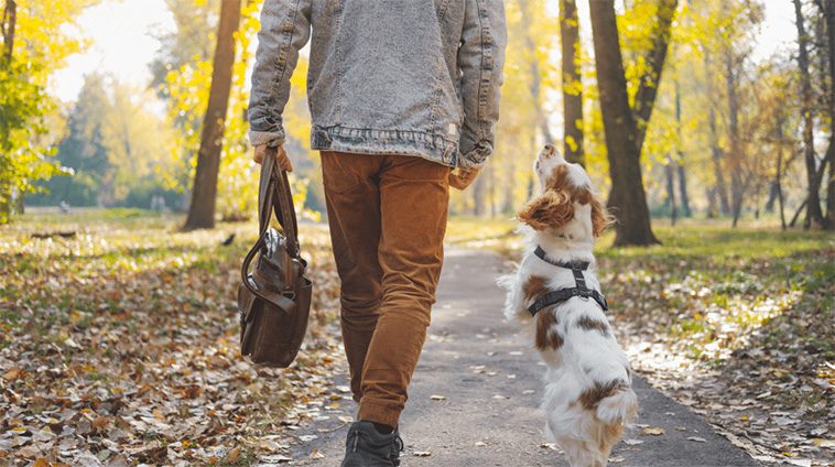 Så får du hunden att sluta hoppa – expertens beprövade metod tar bara några dagar