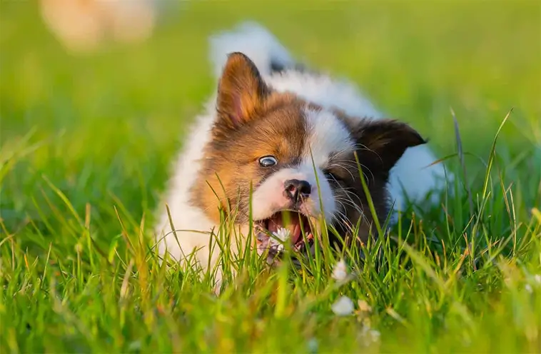 När är det farligt för din hund att äta gräs? Så vet du vad du ska tänka på