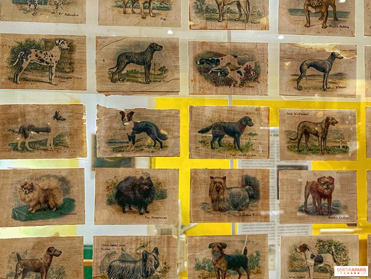 Nytt hundmuseum öppnar i Paris – ett paradis för både tvåbenta och fyrbenta besökare