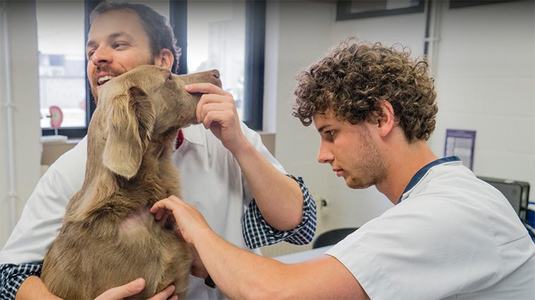 Dyrare att vara hundägare – kostnaderna har ökat med 35 procent sedan 2021