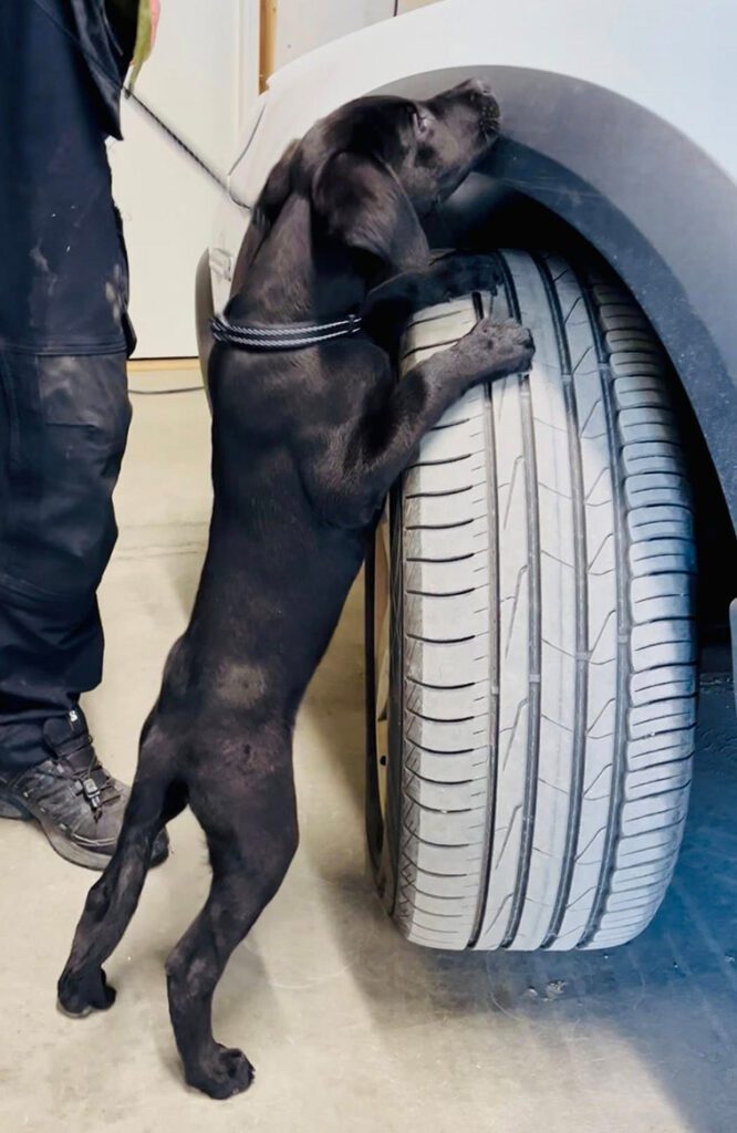 Sötchock: En dag med Polisen Stockholms allra sötaste nytillskott – sökhunden Diesel