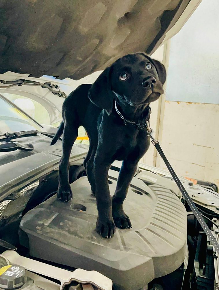 Sötchock: En dag med Polisen Stockholms allra sötaste nytillskott – sökhunden Diesel
