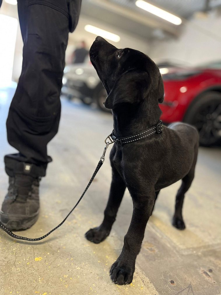 Sötchock: En dag med Polisen Stockholms allra sötaste nytillskott – sökhunden Diesel