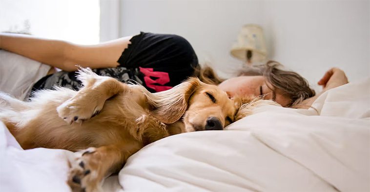 Därför bör du överväga att sova med din hund – Fördelarna och nackdelarna
