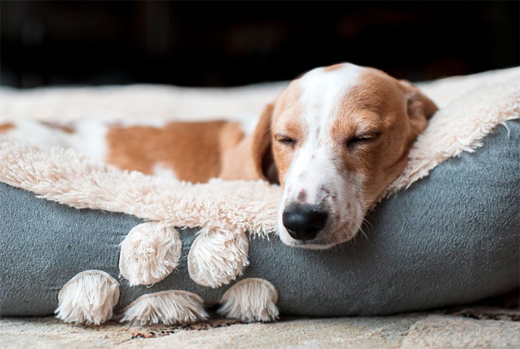 Därför bör du överväga att sova med din hund – Fördelarna och nackdelarna