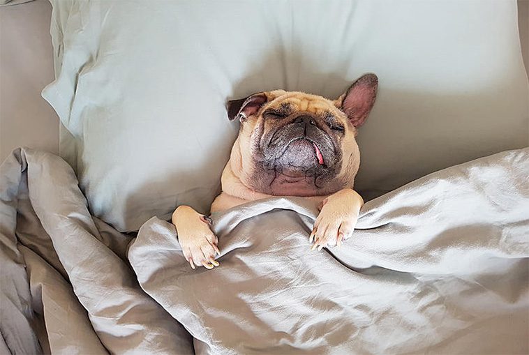 Därför bör du överväga att sova med din hund – Fördelarna och nackdelarna