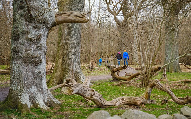 Skånska naturområden under press – Länsstyrelsen skärper tillsynen av hundar i sommar