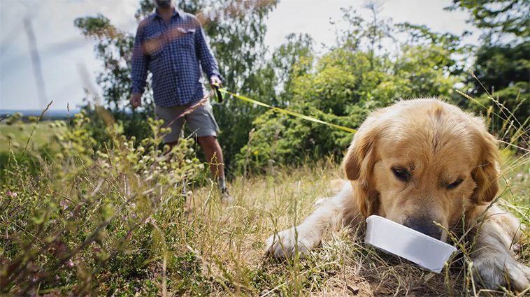 Länsstyrelsen i Skåne skärper tillsynen av hundar i sommar