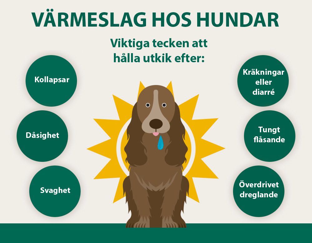 Så räddar du din hund från värmeslag – tecken du aldrig får ignorera