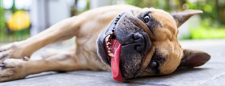 Så räddar du din hund från värmeslag – tecken du aldrig får ignorera