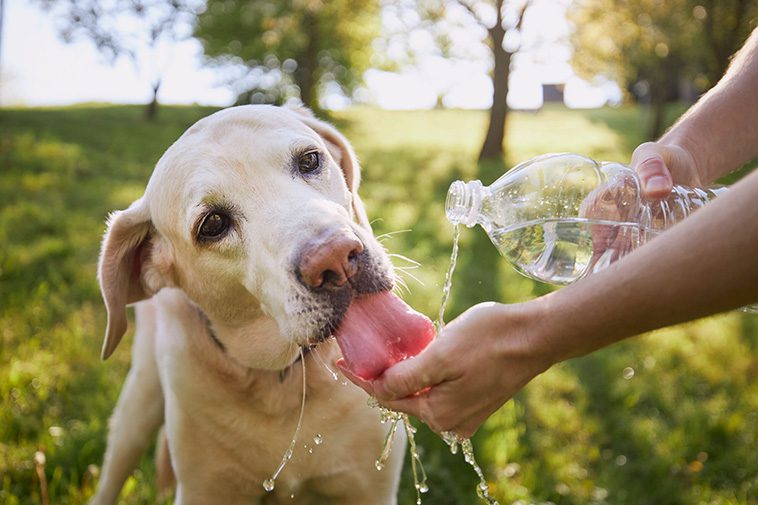 Så räddar du din hund från värmeslag – tecken du aldrig får ignorera