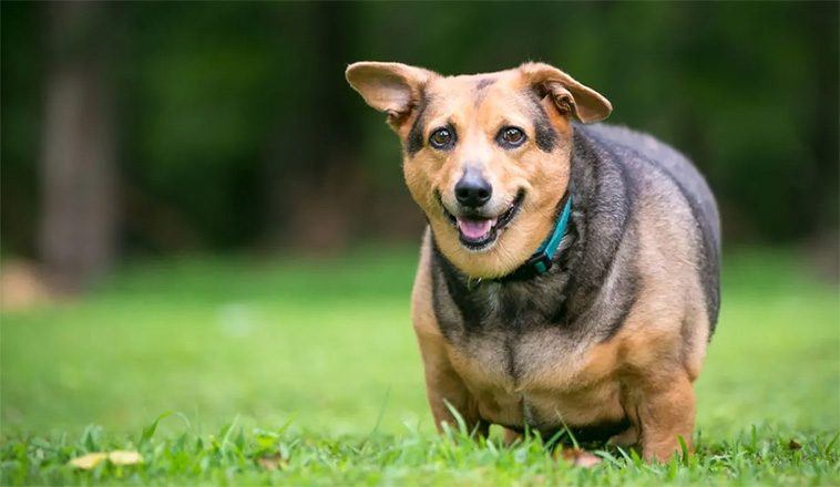 Veterinär delar med sig av svaren han helst slipper höra när han berättar att en hund är överviktig