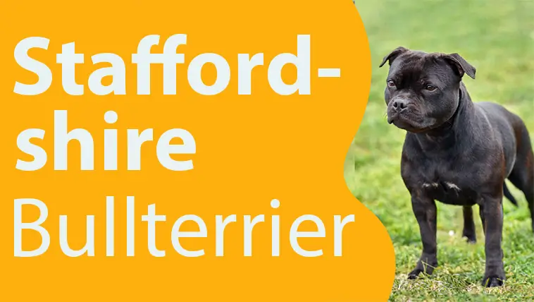 Staffordshire Bullterrier – en tuff men älskvärd hund med en stark historia