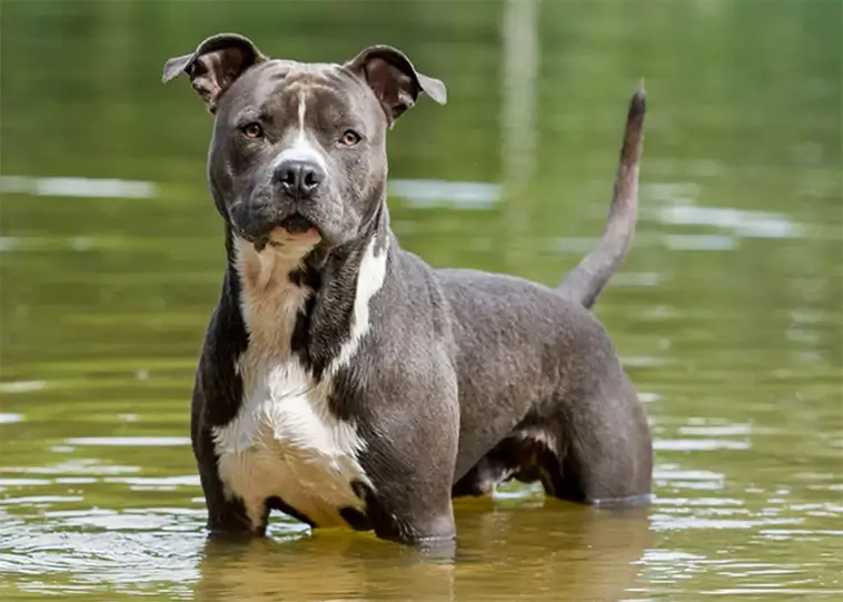 Staffordshire Bullterrier – en tuff men älskvärd hund med en stark historia