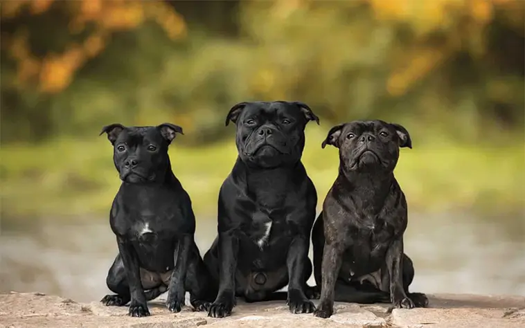 Staffordshire Bullterrier – en tuff men älskvärd hund med en stark historia