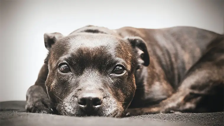 Staffordshire Bullterrier – en tuff men älskvärd hund med en stark historia