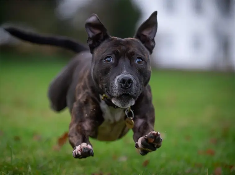Staffordshire Bullterrier – en tuff men älskvärd hund med en stark historia