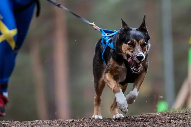 Hundexperten Fredrik Steen varnar för farlig trend bland hundägare: "Ansvarslöshet, inte frihet"