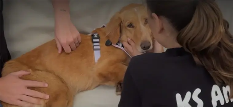 Dramatiskt hundäventyr i England – Amber simmade till en ö efter att ha rymt