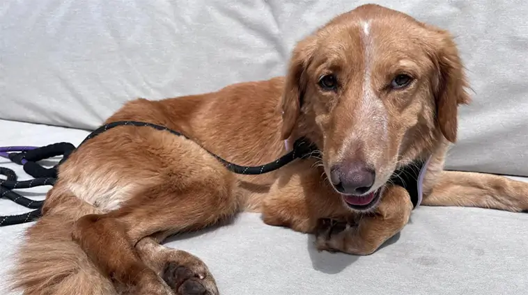 Dramatiskt hundäventyr i England – Amber simmade till en ö efter att ha rymt
