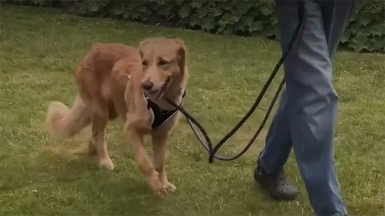 Dramatiskt hundäventyr i England – Amber simmade till en ö efter att ha rymt