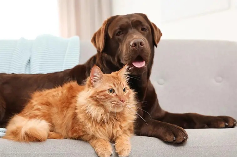 Ny lag på gång för hund- och kattägare – kan börja gälla redan i år