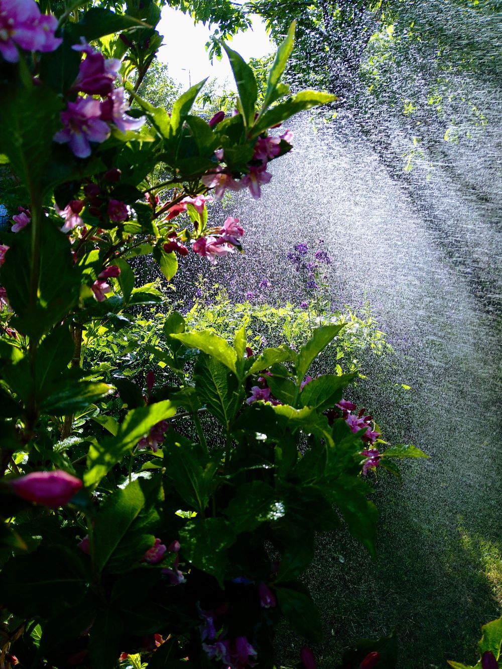 regn og blomster