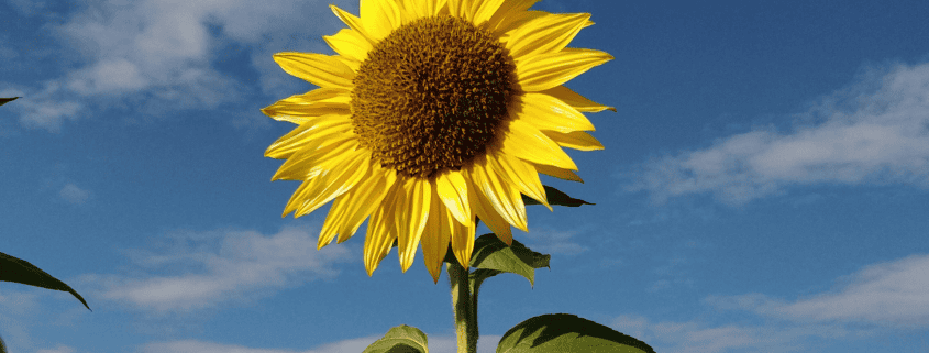 Sommerudflugt