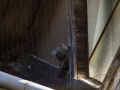 Taube von Höhenretter vom Erker gerettet Foto: Dominick Waldeck