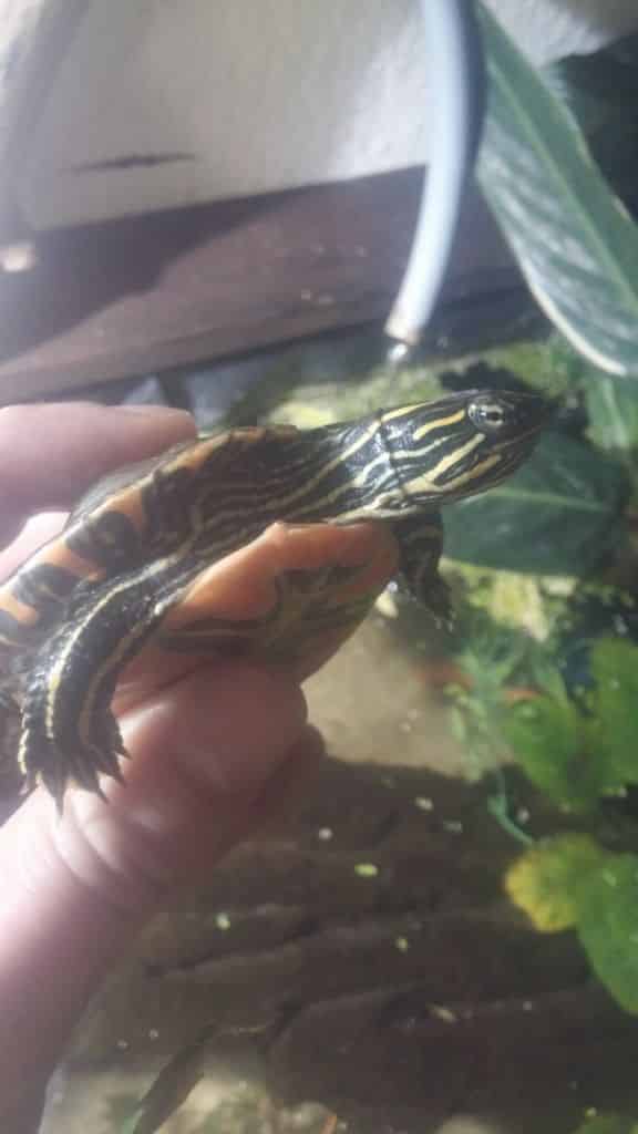 Chrysemys picta belli Indianer Zierschildkröte Westliche ansicht site roter Bauch Bauchpanzer
