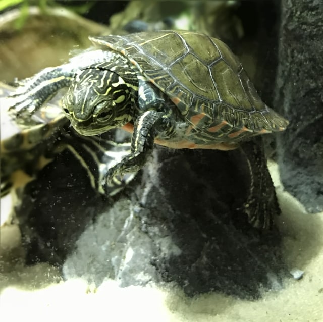 chrysemys picta p. marginal mittelländische zierschildkröte ansicht oben grüner Panzer leichter Rückenstreifen