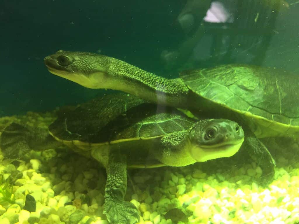 cheldoina mccordi adult unter wasser
